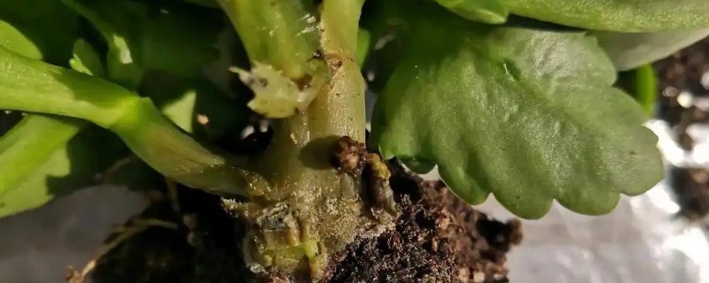 植物烂根怎么办，剪除烂根洗净晾干后再重栽