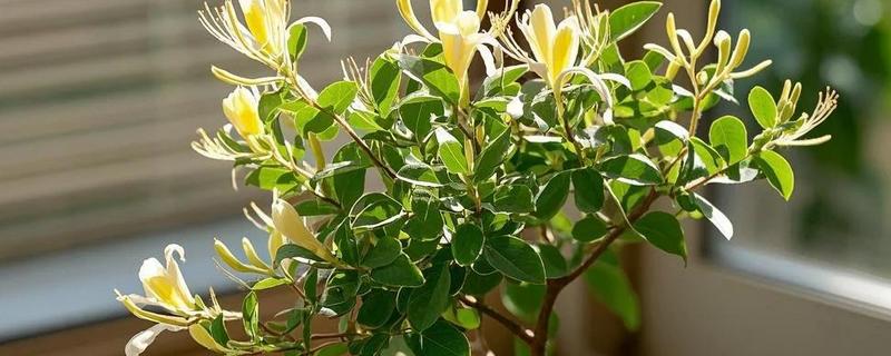 金银花的种植方式，以播种和扦插为主