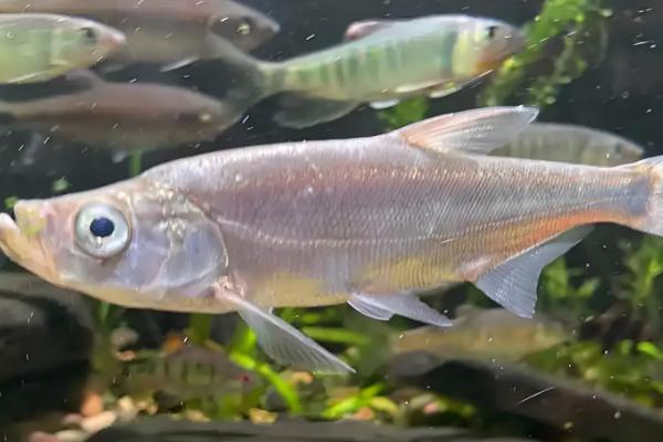 翘嘴鱼吃什么,以水生昆虫、小型鱼类等为食