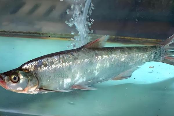 翘嘴鱼吃什么,以水生昆虫、小型鱼类等为食