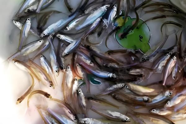 翘嘴鱼吃什么,以水生昆虫、小型鱼类等为食