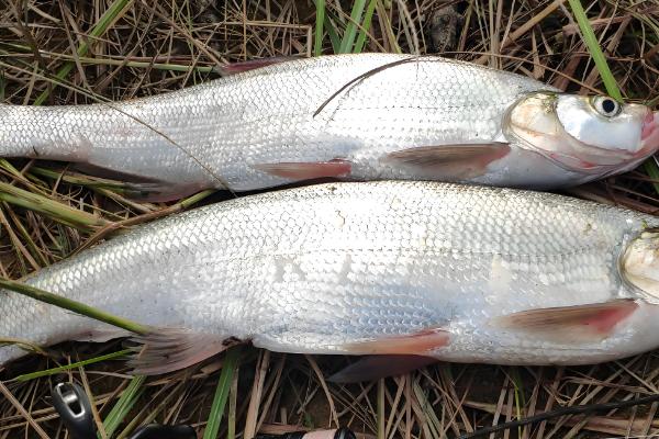 翘嘴鱼吃什么,以水生昆虫、小型鱼类等为食
