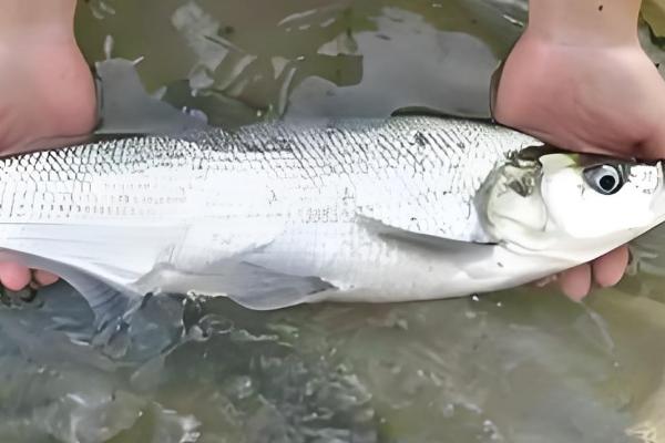 翘嘴鱼吃什么,以水生昆虫、小型鱼类等为食