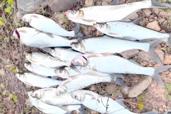 翘嘴鱼吃什么,以水生昆虫、小型鱼类等为食