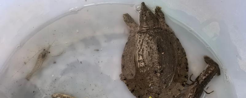 甲鱼放桶里要放多少水，只要可以盖过甲鱼背即可