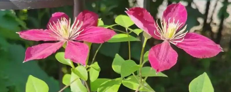 铁线莲的作用，以观赏、净化空气为主