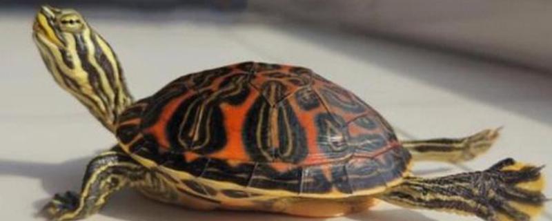 火焰龟怎样养才会红，首先要保证它们有发色的基因