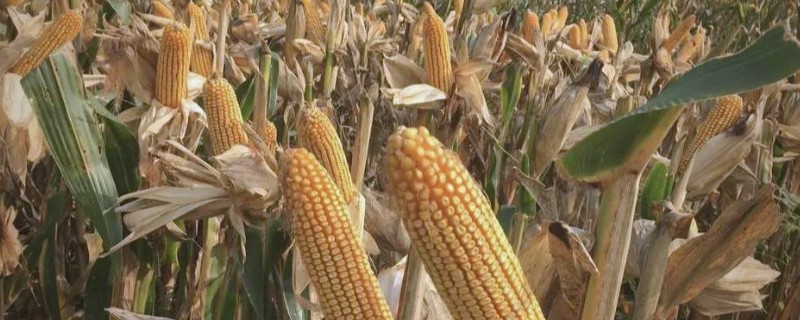 豫单9953玉米种介绍，夏播生育期为100.0-105.0天左右