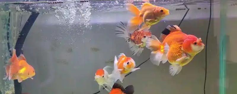 金鱼入缸方法，连带着包装袋一起放入缸内可让它快速适应水温