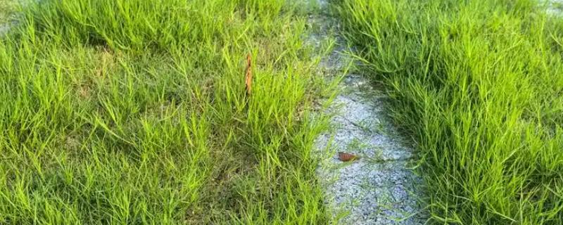 护坡草的种法，撒好种子的表面要覆盖一层薄土