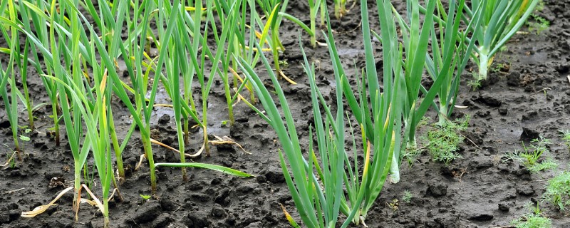 葱的种植时间，3-4月份、6-7月份均可栽培