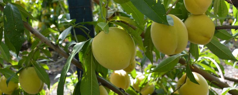 黄桃能不能扦插繁殖，扦插后可以培育成新株