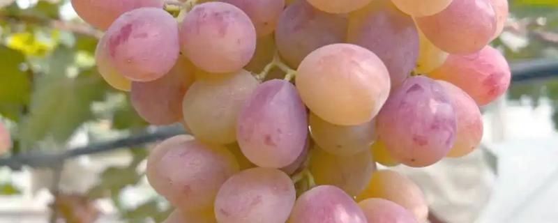晚熟葡萄有什么好品种，阳光玫瑰、妮娜皇后等品种值得推荐
