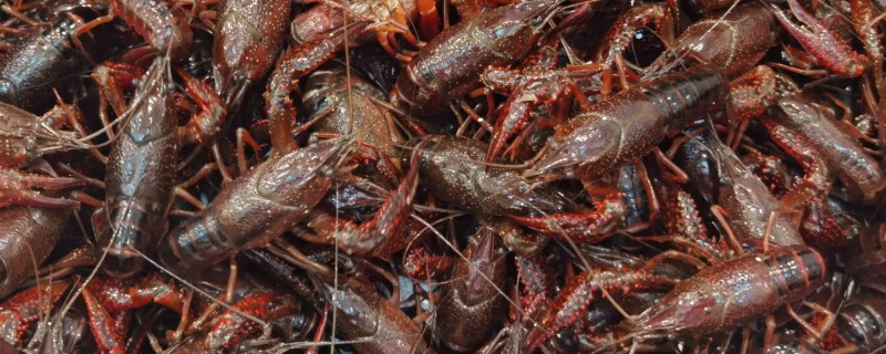 简阳小龙虾的特点，其尾肥体壮且鳃丝洁白