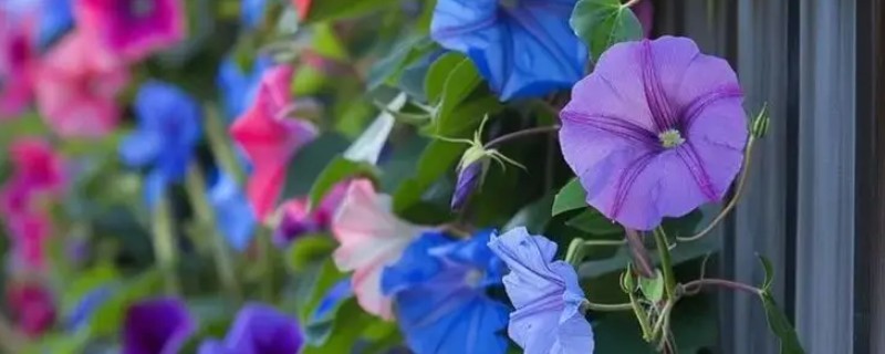 牵牛花传播种子的方法，可弹射传播或通过鸟类传播