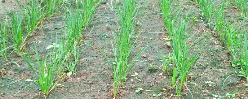 韭菜根的种植方法，栽种时间通常为夏季