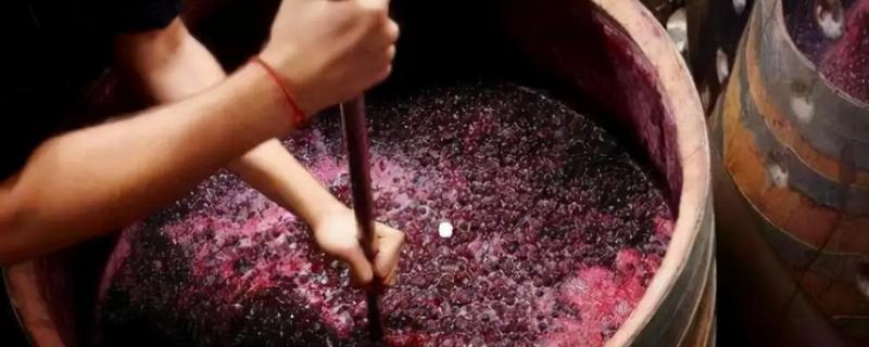 酿葡萄酒的方法，首先挑选熟透了的葡萄