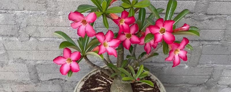 沙漠玫瑰可以放卧室吗，能放卧室