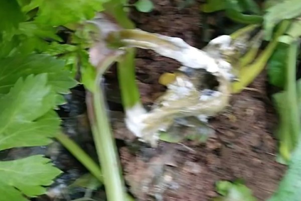 早春芹菜的种植技术，莫让其抽薹