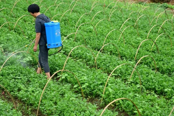 早春芹菜的种植技术，莫让其抽薹