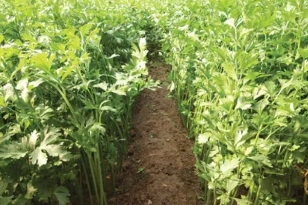 早春芹菜的种植技术，莫让其抽薹