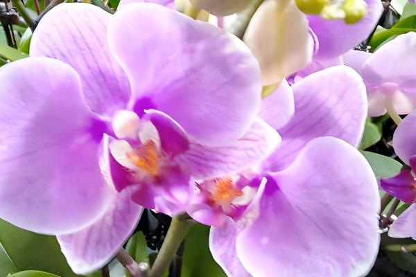 紫蝴蝶花的养殖方法,把温度保持在12-18℃