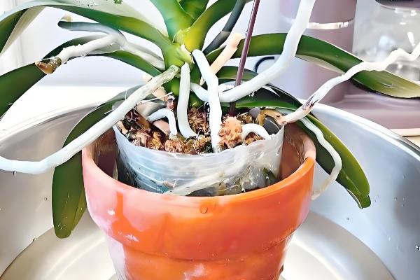 紫蝴蝶花的养殖方法,把温度保持在12-18℃