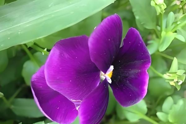 紫蝴蝶花的养殖方法,把温度保持在12-18℃