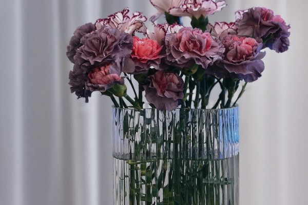 康乃馨生根的方法，最好选择透明的容器水培