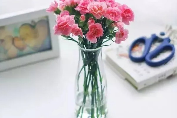 康乃馨生根的方法，最好选择透明的容器水培