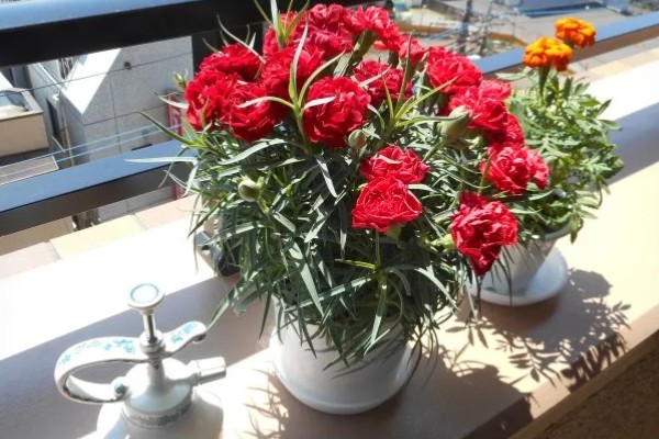 康乃馨生根的方法，最好选择透明的容器水培