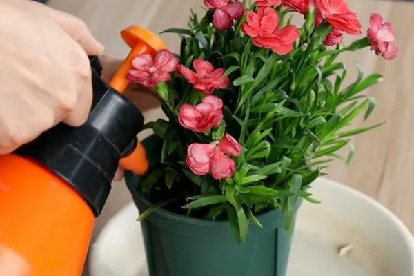 康乃馨生根的方法，最好选择透明的容器水培