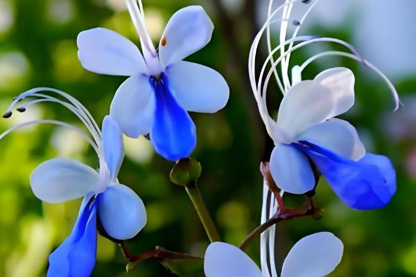 紫蝴蝶花的养殖方法,把温度保持在12-18℃