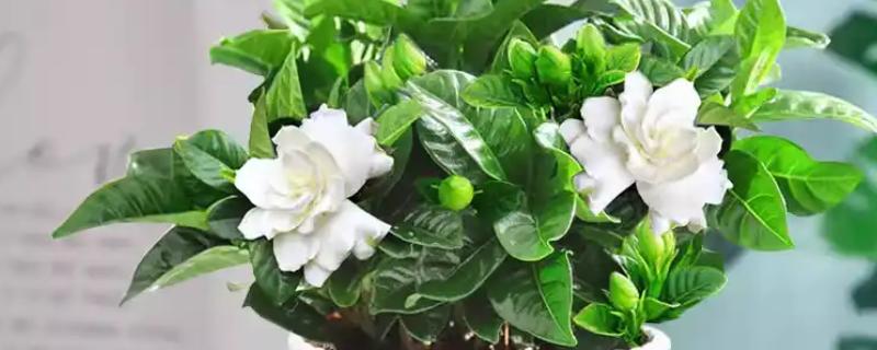 栀子花冬天干叶如何处理，缺水时要浇水并喷水增湿