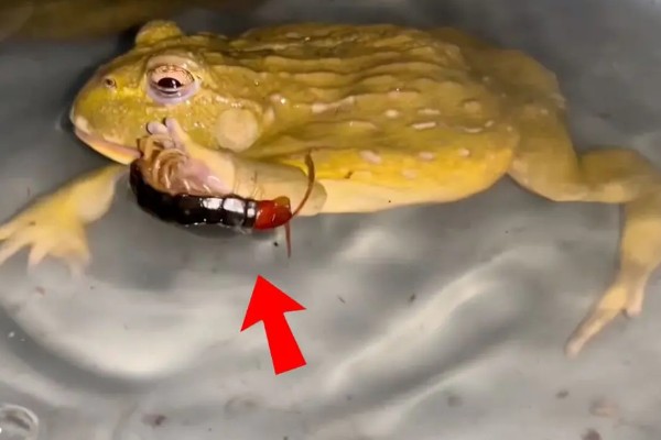 牛蛙套肠的原因,可能是过量投喂食物所致