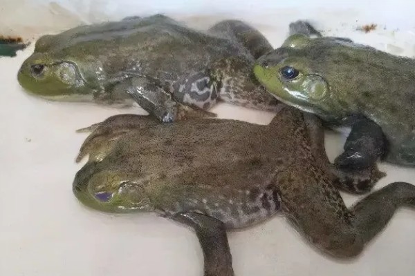 牛蛙套肠的原因,可能是过量投喂食物所致