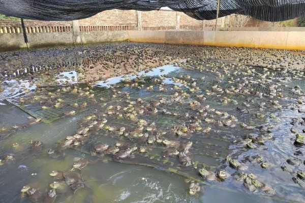 牛蛙套肠的原因,可能是过量投喂食物所致