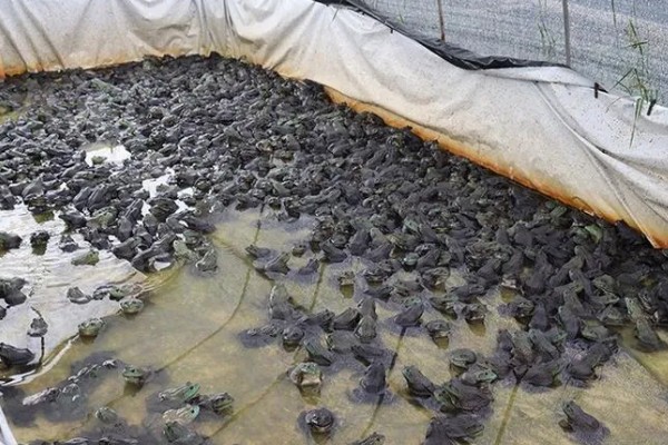 牛蛙套肠的原因,可能是过量投喂食物所致