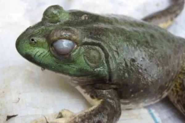 牛蛙套肠的原因,可能是过量投喂食物所致