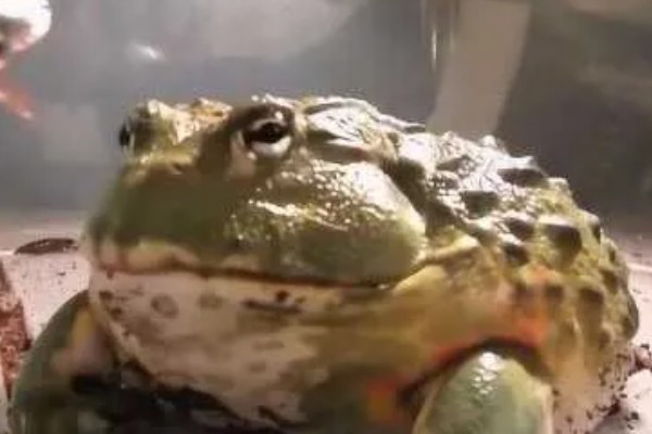 牛蛙套肠的原因,可能是过量投喂食物所致