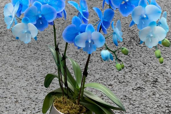 紫蝴蝶花的养殖方法,把温度保持在12-18℃