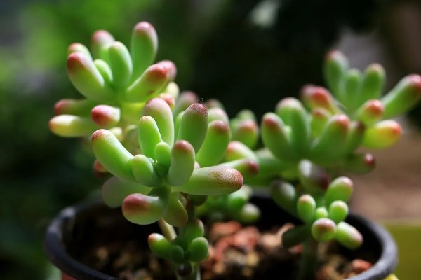 乙女心的花语，寓意活泼青春、顽强坚韧等