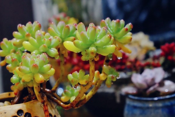 乙女心的花语，寓意活泼青春、顽强坚韧等