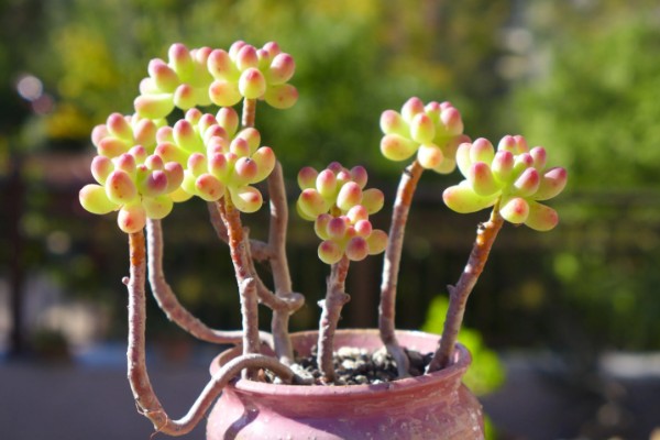 乙女心的花语，寓意活泼青春、顽强坚韧等