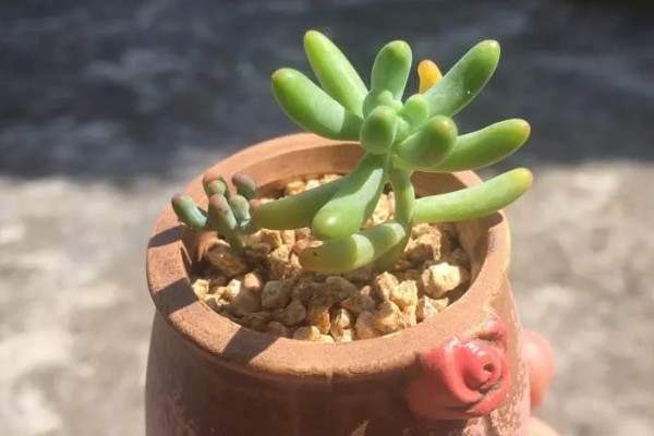 乙女心的花语，寓意活泼青春、顽强坚韧等