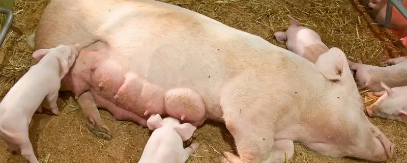 怎样判断母猪配种成功，成功后外阴部不再有粘液产生