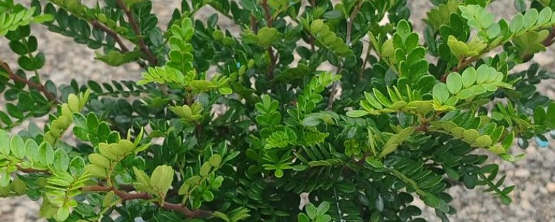 清香木怎么养殖，每隔3-5天浇一次水