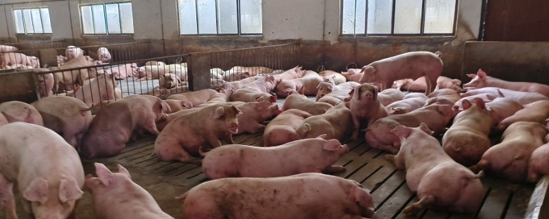 猪舍如何清洁，先将杂质清理干净