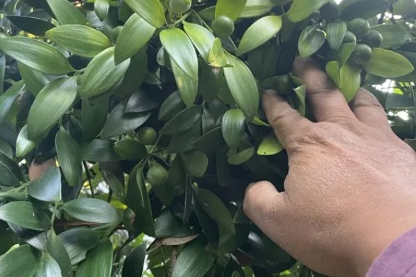 竹柏种子怎么种，当年要适时中耕除草、追施肥料