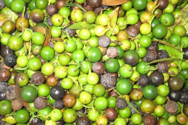 竹柏种子怎么种，当年要适时中耕除草、追施肥料